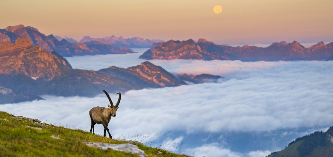 Multivision Schweizer Bergwildnis 03.09.2025 Bild